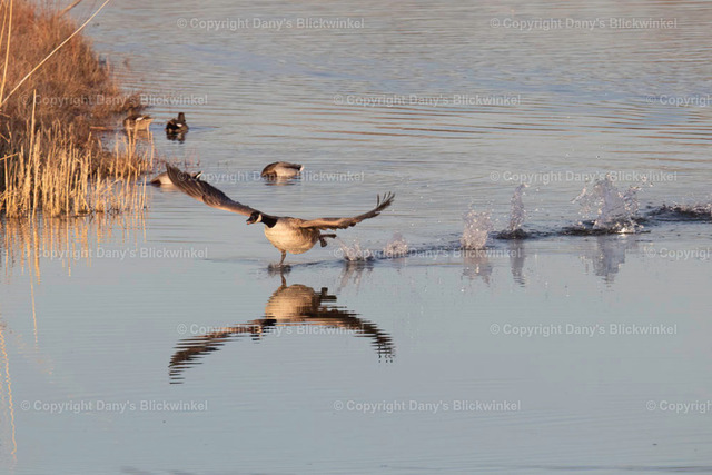 2019120 | Tierfotografie, Tierkalender, Tierbilder, Insekten, Spinnen, Vögel, Schmetterling, Libellen, Leinwand, Colorkey, Qualität, Geschenkartikel, Geschenk - Realisiert mit Pictrs.com