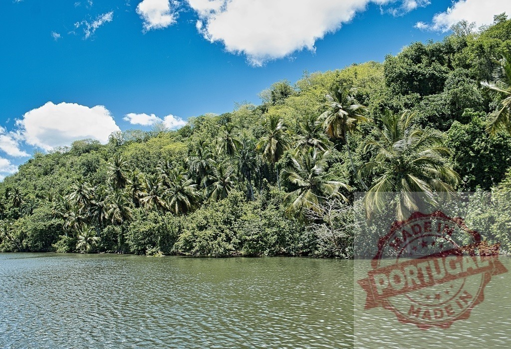 Tropical river flowing past lush jungle green landscape | Lush green jungle and palm trees line a tropical river under blue sky with clouds - Realized with Pictrs.com