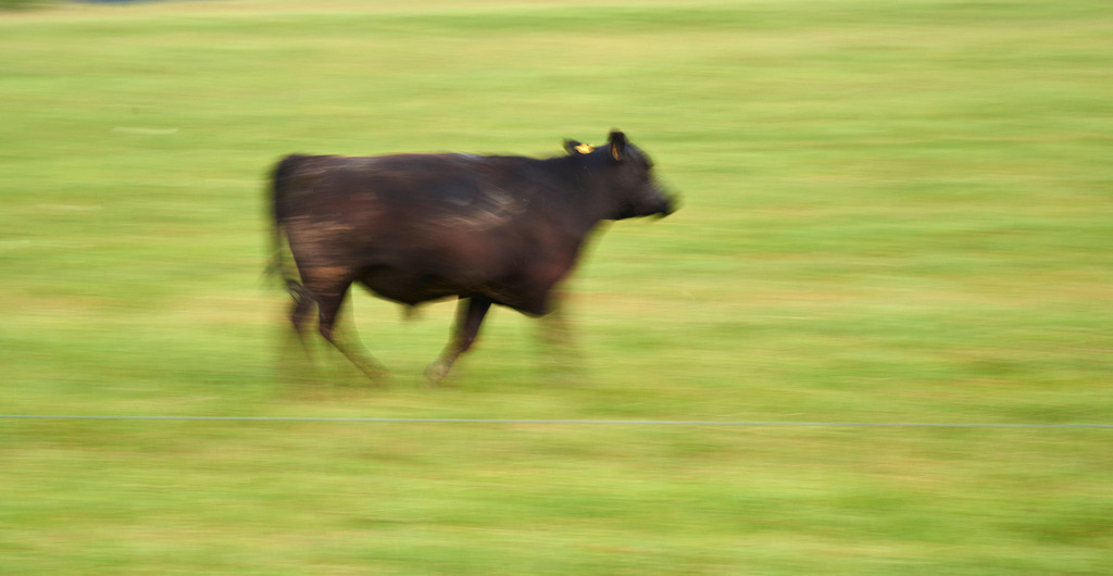Moorochsen auf der  Weide | Rohr, Austria - July 17, 2015: Zickentaler Moorochse, Rinder auf dem Weg zur Futterstelle. - Realisiert mit Pictrs.com