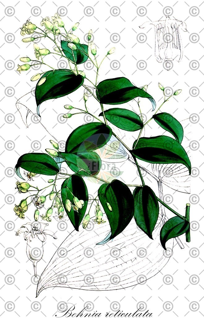 HistAbb_wfo-0000561999_1_ENZY_Simple | Historische Abbildung von Behnia reticulata - Asparagaceae | Historical Illustration of Behnia reticulata - Asparagaceae