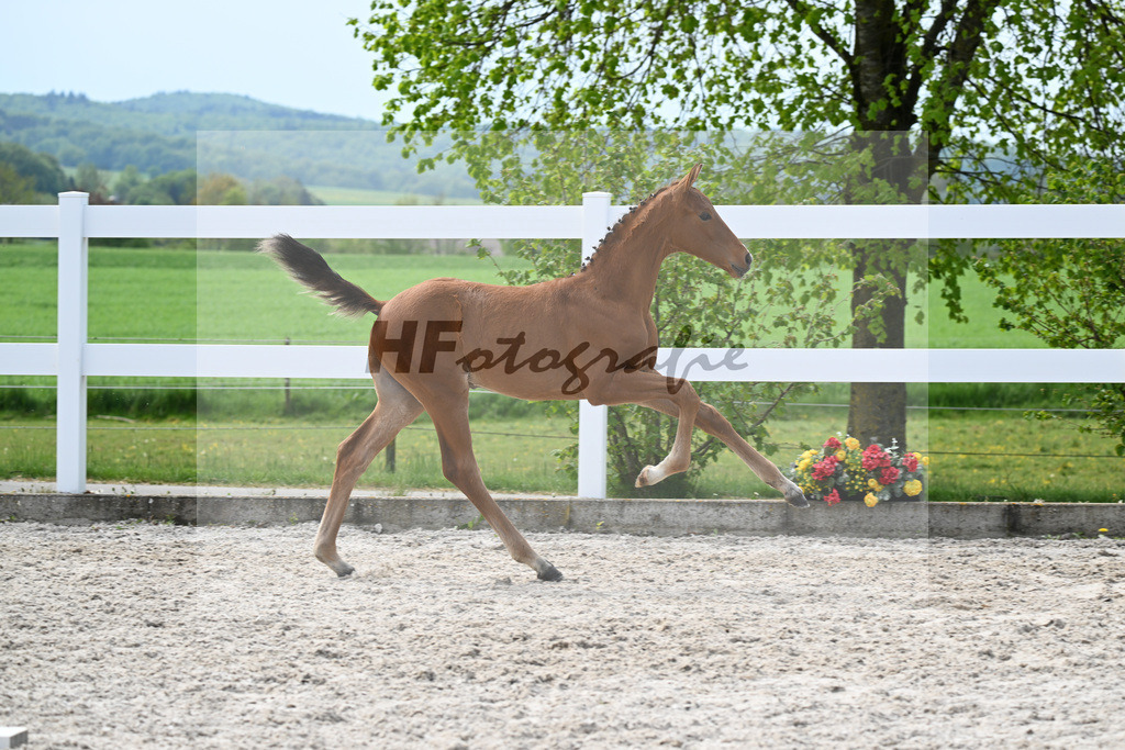 Kat-Nr. 15 HF La Vie x Pagalli_Haefele_23260457 | hf-fotografie - Realisiert mit Pictrs.com
