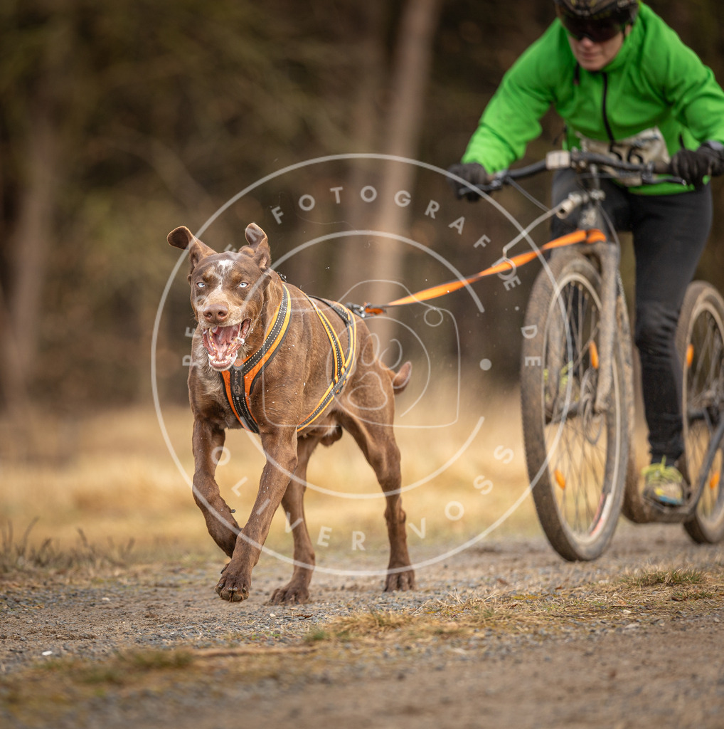 DV3A3478 | Hundefotografie, Tierfotograf, Pfotenfotografie, Fotoshooting Hund, Hunde Portrait, Hundesport, Hundeportraits, Heideshooting, Hunde, Sportfotograf, Hundefotograf, Turnierhundsport, THS,  - Realisiert mit Pictrs.com