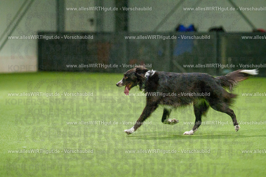 7R507290 | Professionelle Tierfotografie in Mönchengladbach von Daniel Wirth (allesWIRTHgut). Liebevolle & natürliche Bilder von Hunden & Katzen für unvergessliche Erinnerungen.