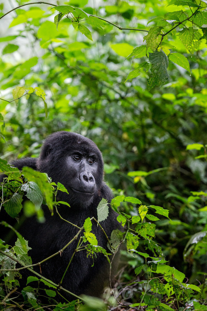 our second closest living relative | portrait of a thoughtful male gorilla in the lush mountain cloud forest of in Bwindi Impenetrable Forest National Park, Uganda. We only differentiate ourselfs by 1.6% from them. - Realisiert mit Pictrs.com