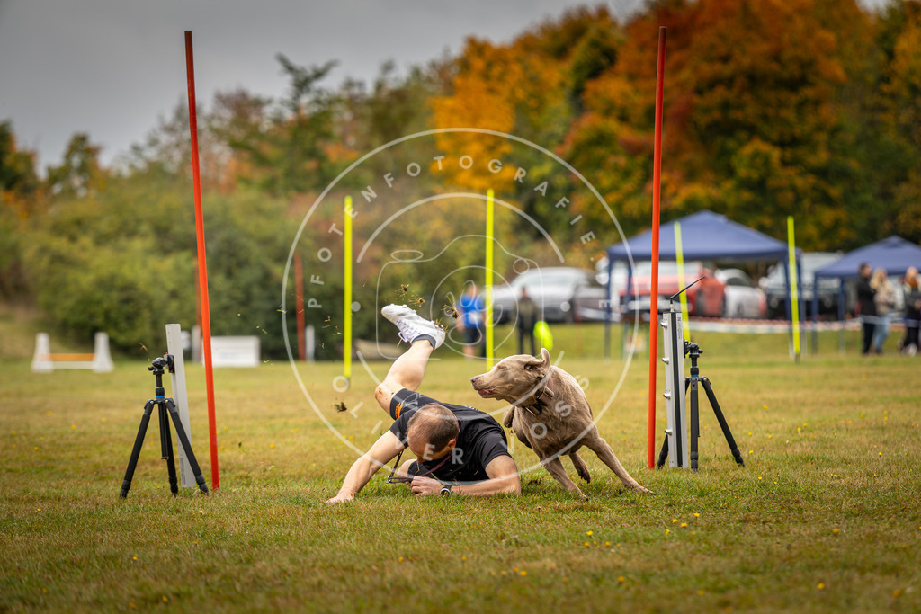 Pfotenfotografie_DV3A2328 | Hundefotografie, Tierfotograf, Pfotenfotografie, Fotoshooting Hund, Hunde Portrait, Hundesport, Hundeportraits, Heideshooting, Hunde, Sportfotograf, Hundefotograf, Turnierhundsport, THS,  - Realisiert mit Pictrs.com