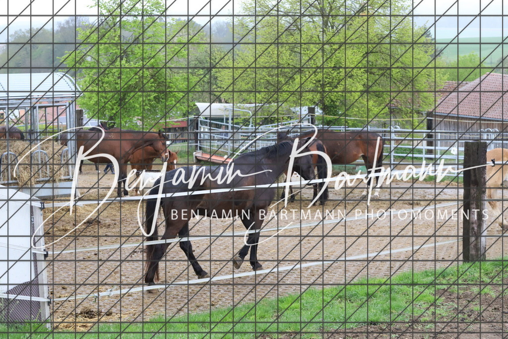 IMG_4239 | Benjamin Bartmann Photomoments