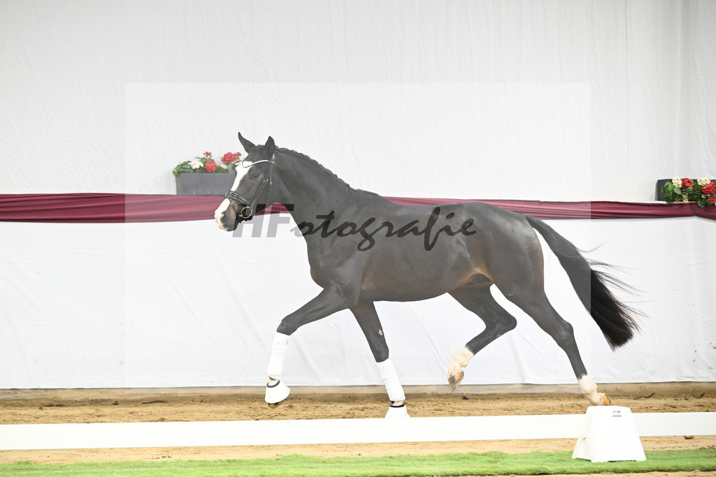 Kat-Nr. 106 Erste Sahne x Dimaggio_Gestuet Rickhof_47251783 | hf-fotografie - Realisiert mit Pictrs.com