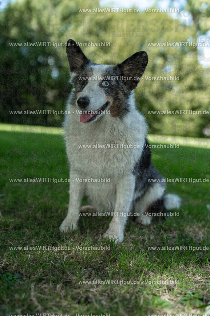 Hundeschwimmen_Volksbad_2026-allesWIRTHgut_Tierfotografie-2609061323-7R500748 | Professionelle Tierfotografie in Mönchengladbach von Daniel Wirth (allesWIRTHgut). Liebevolle & natürliche Bilder von Hunden & Katzen für unvergessliche Erinnerungen.