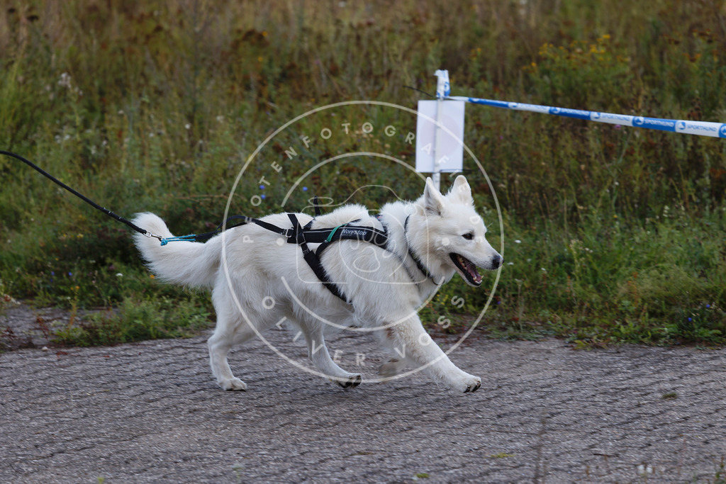 0L8A4726 | Hundefotografie, Tierfotograf, Pfotenfotografie, Fotoshooting Hund, Hunde Portrait, Hundesport, Hundeportraits, Heideshooting, Hunde, Sportfotograf, Hundefotograf, Turnierhundsport, THS,  - Realisiert mit Pictrs.com