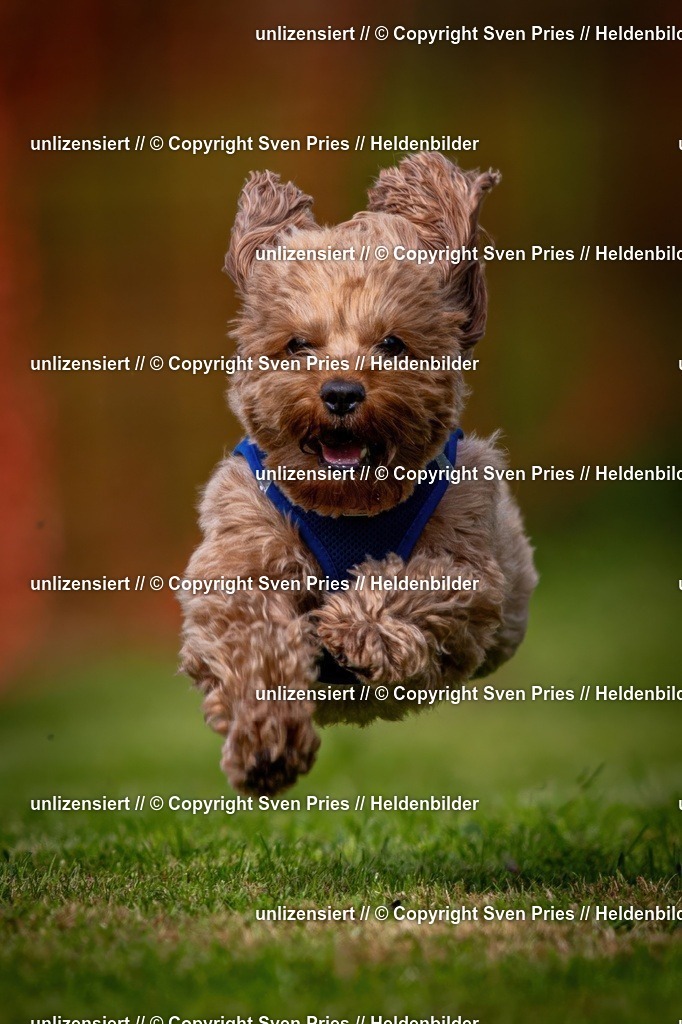 Sven Pries | 2024-09-22 - Hunderennen Baden-BadenPudelverein - Realisiert mit Pictrs.com