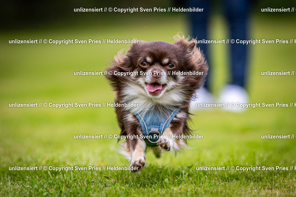 Sven Pries | 2024-09-22 - Hunderennen Baden-BadenPudelverein - Realisiert mit Pictrs.com