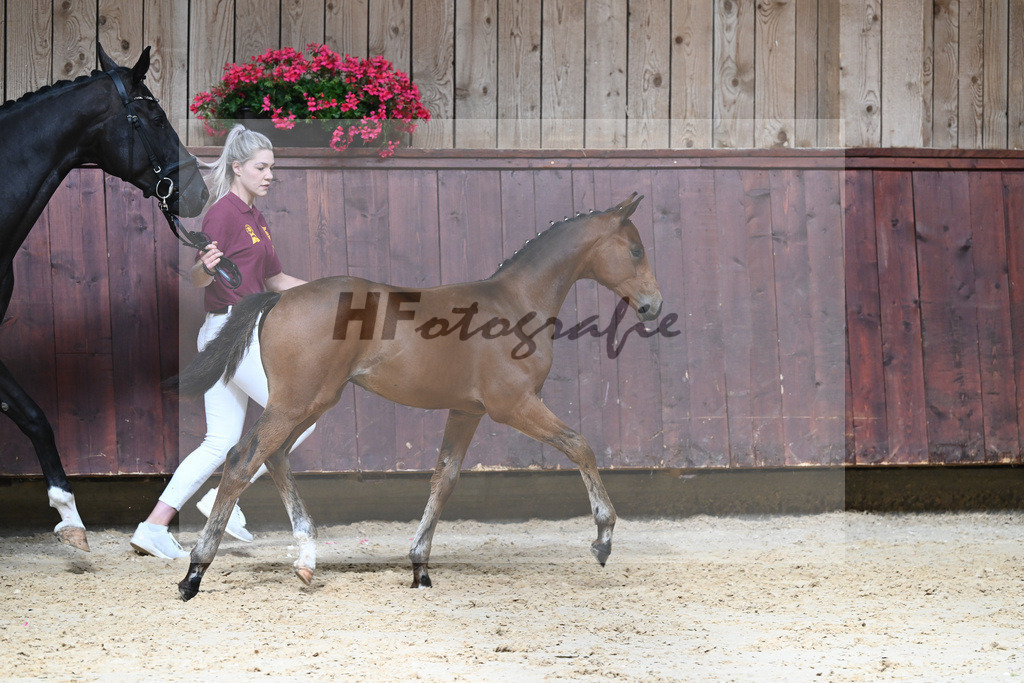 Kat-Nr. 17 HF Vangelis_Mueller_26230206 | hf-fotografie - Realizzato con Pictrs.com