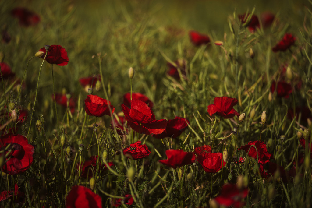 Mohnfeld | Simone Sonderegger Photography