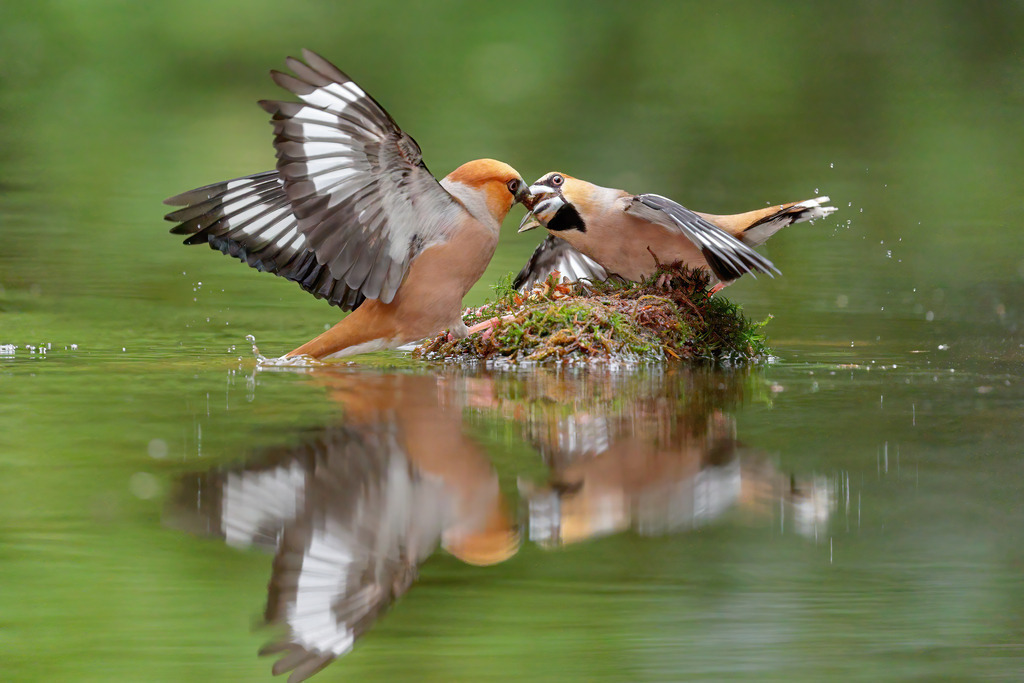 Wandbild: Kernbeißer über dem Wasser | Das Bild zeigt zwei Kernbeißer (Coccothraustes coccothraustes) in einem intensiven Streit auf einer kleinen, moosbewachsenen Insel im Wasser. Die Vögel sind in einer dynamischen Pose eingefangen, mit weit geöffneten Flügeln und Schnäbeln, die ein lebhaftes Verhalten verdeutlichen. Das klare Wasser spiegelt die Szene perfekt wider, was den dramatischen Moment noch verstärkt. Der grüne, unscharfe Hintergrund lenkt die Aufmerksamkeit auf die Vögel und ihre eindrucksvolle Auseinandersetzung.