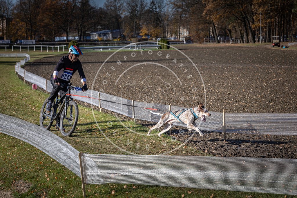 CaniXpix_DV3A7033 | Hundefotografie, Tierfotograf, Pfotenfotografie, Fotoshooting Hund, Hunde Portrait, Hundesport, Hundeportraits, Heideshooting, Hunde, Sportfotograf, Hundefotograf, Turnierhundsport, THS,  - Realisiert mit Pictrs.com