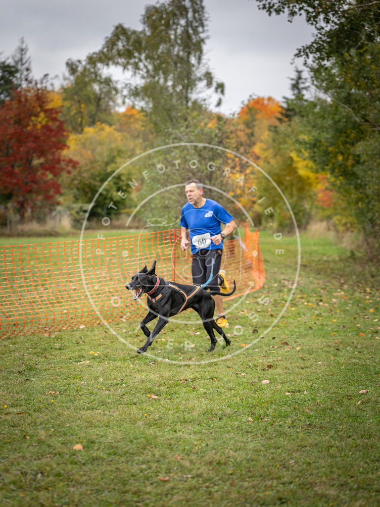 Pfotenfotografie_DV3A2654 | Hundefotografie, Tierfotograf, Pfotenfotografie, Fotoshooting Hund, Hunde Portrait, Hundesport, Hundeportraits, Heideshooting, Hunde, Sportfotograf, Hundefotograf, Turnierhundsport, THS,  - Realisiert mit Pictrs.com