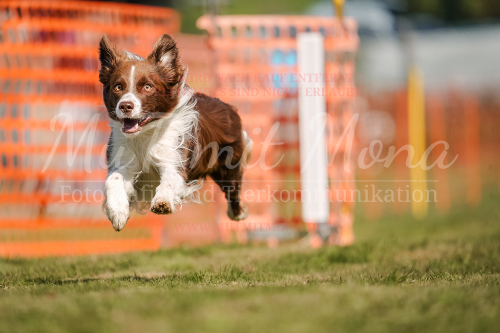 20250928_Hunderennen-545 | MuT (Mensch und Tier) mit Mona - Fotografie und Tierkommunikation - Realisiert mit Pictrs.com
