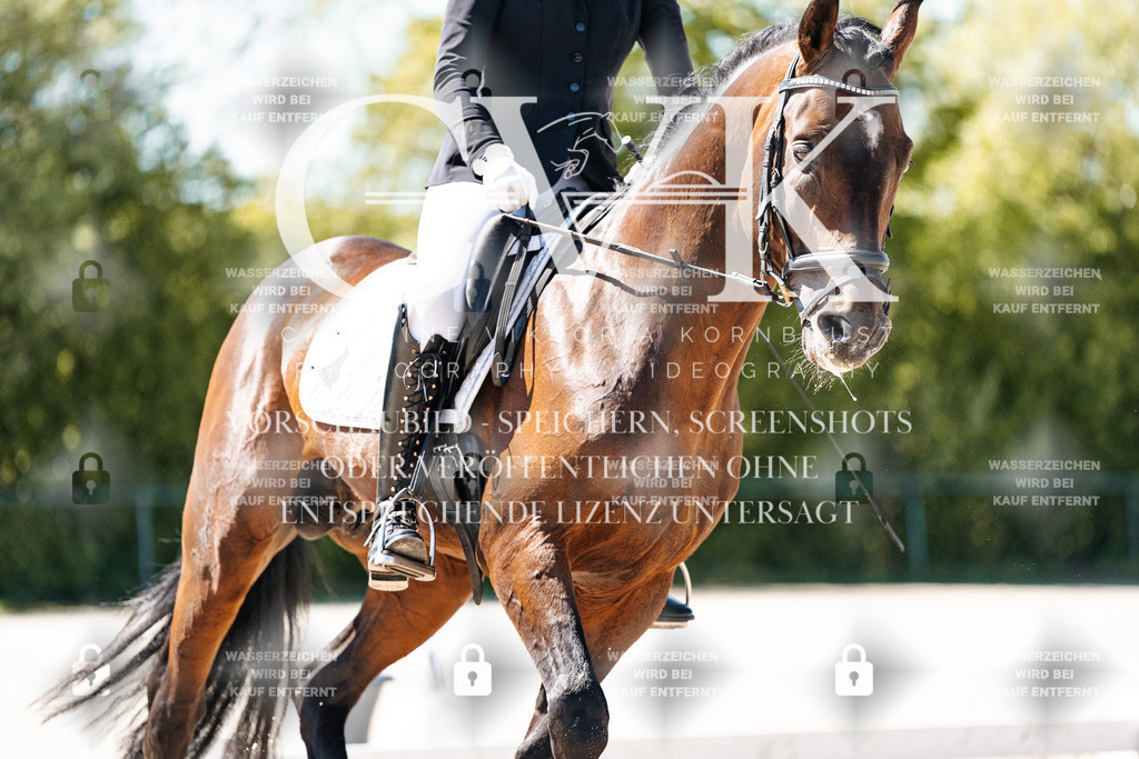 CK904921 | Turnierfotografie Pferdefotografie Trier Rheinland-Pfalz Pferdesport Reitsport Tierfotografie Sportfotografie Pferdevideo Pferdevideografie Equestrianvideography equestrianphotography  - Realisiert mit Pictrs.com