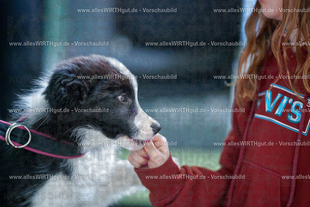 @allesWIRTHgut_Tierfotografie - www.allesWIRTHgut.de - 2604251328-7R503706 | Professionelle Tierfotografie in Mönchengladbach von Daniel Wirth (allesWIRTHgut). Liebevolle & natürliche Bilder von Hunden & Katzen für unvergessliche Erinnerungen.