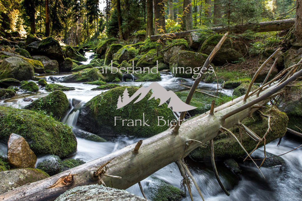 _Z5A1476 | naturbelassener Wasserlauf im Nationalpark