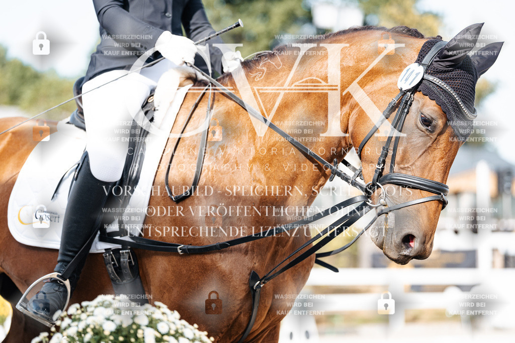 CK904940 | Turnierfotografie Pferdefotografie Trier Rheinland-Pfalz Pferdesport Reitsport Tierfotografie Sportfotografie Pferdevideo Pferdevideografie Equestrianvideography equestrianphotography  - Realisiert mit Pictrs.com