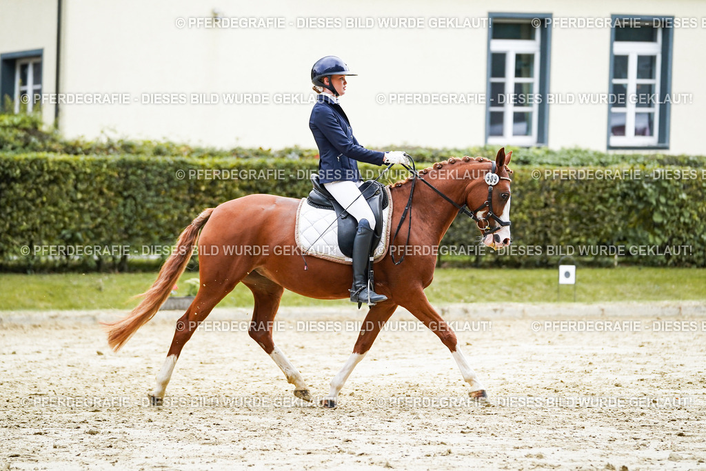 DSC07534 | Pferdegrafie