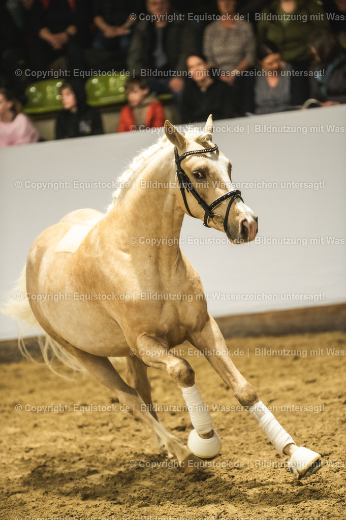 20240302_Hengstvorstellung_Marbach_TOMsPiC_0865 | equistock