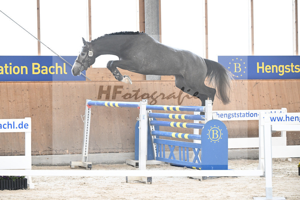 Kat-Nr. 88 See you soon TN v. Comme il faut_Tibor Horses Int. u KES Kreidl_5251302 | hf-fotografie - Realisiert mit Pictrs.com