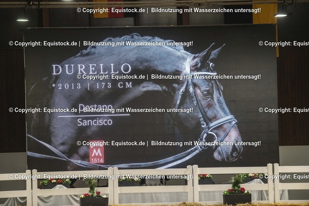 20240302_Hengstvorstellung_Marbach_TOMsPiC_1417 | equistock