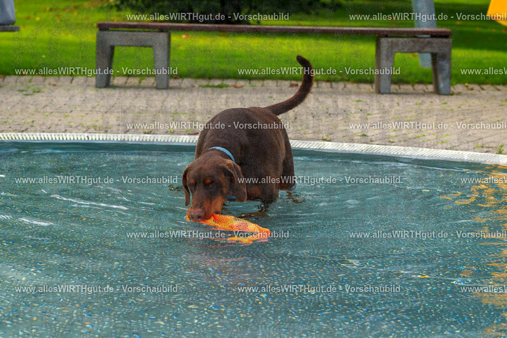 Hundeschwimmen_Grefrath_2026-allesWIRTHgut_Tierfotografie-09_33-FAY07648 | Professionelle Tierfotografie in Mönchengladbach von Daniel Wirth (allesWIRTHgut). Liebevolle & natürliche Bilder von Hunden & Katzen für unvergessliche Erinnerungen.