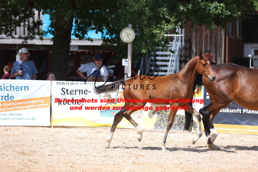 Fohlenschau_Schwäbisch_Hall_springbetonte_Fohlen_KN 38_6 | lmwpictures - Realisiert mit Pictrs.com