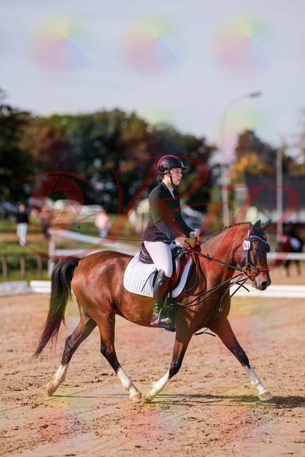 2026_10_03_Siefer-Hof_115437_Z81_94021544 | Professionelle Reitsport-, Turnier- und Eventfotografie von Robert Broda. Galerien mit ausgewählten und bearbeiteten Bildern direkt online ansehen und bestellen.