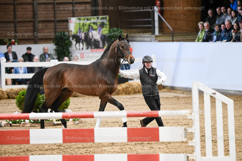 20260307_Hengstvorstellung-Marbach_0079 | equistock