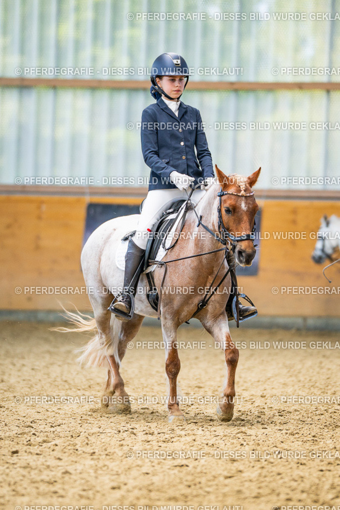 DSC02668 | Pferdegrafie