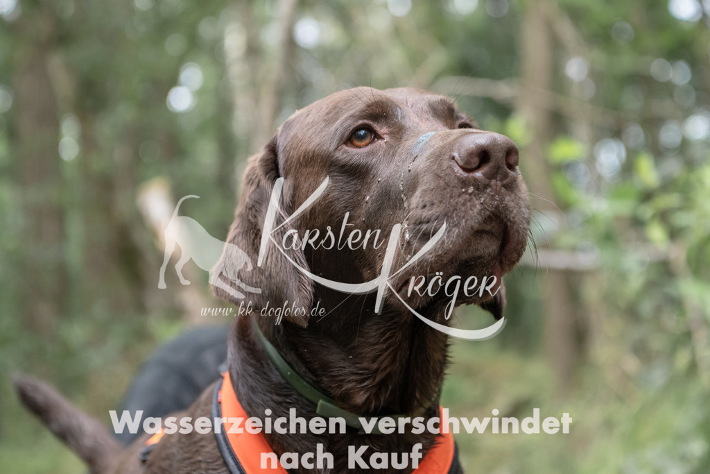 1340_ZZ95417 | kk-dogfotos