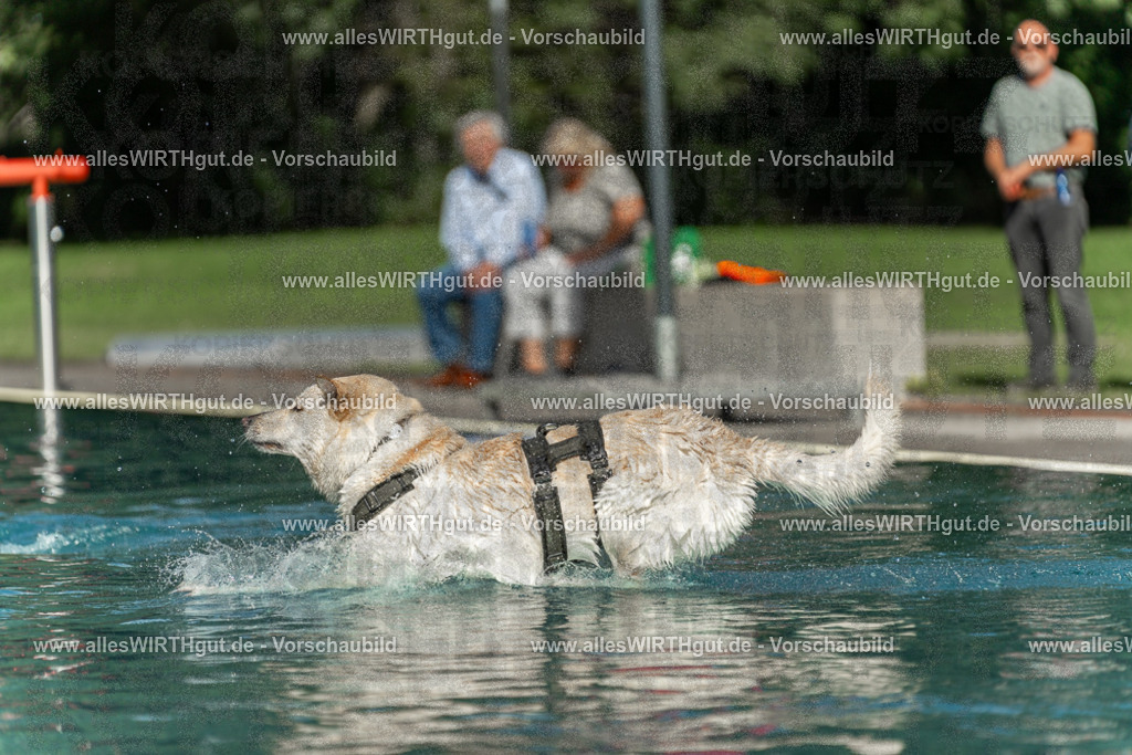 Hundeschwimmen_Volksbad_2026-allesWIRTHgut_Tierfotografie-2609061547-7R501868 | Professionelle Tierfotografie in Mönchengladbach von Daniel Wirth (allesWIRTHgut). Liebevolle & natürliche Bilder von Hunden & Katzen für unvergessliche Erinnerungen.