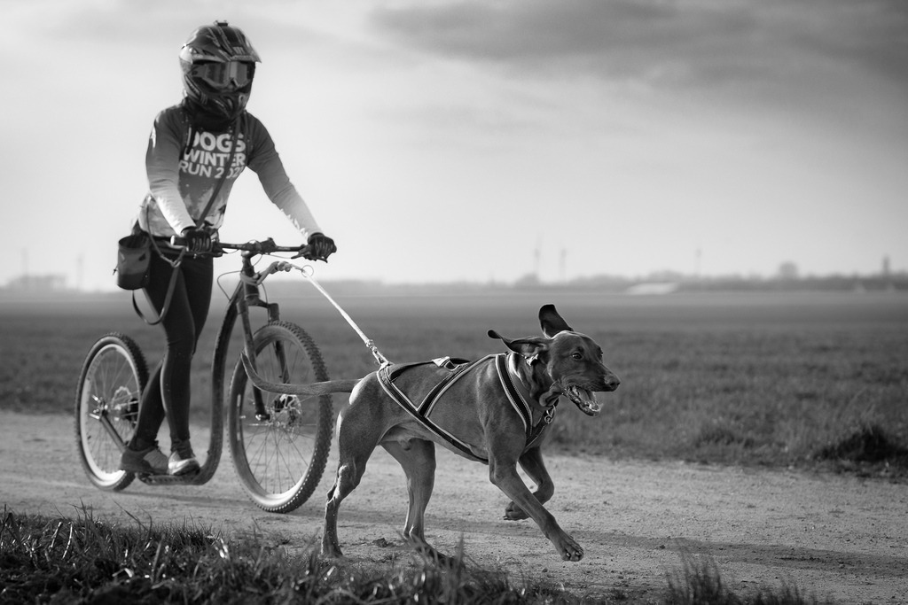 allesWIRTHgut Tierfotografie - 7IV09436 | Professionelle Tierfotografie in Mönchengladbach von Daniel Wirth (allesWIRTHgut). Liebevolle & natürliche Bilder von Hunden & Katzen für unvergessliche Erinnerungen.