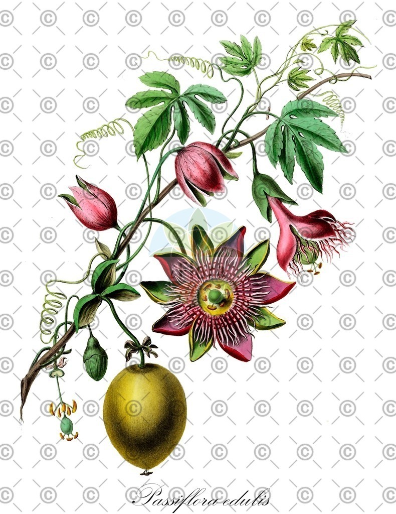HistAbb_EMP_107739_11_FloraD_Simple | Historische Abbildung von Passiflora edulis - Passifloraceae (Fleischfarbene Passionsblume;Winterharte Passionsblume) | Historical Illustration of Passiflora edulis - Passifloraceae