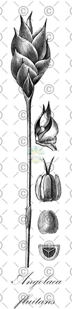 HistAbb_wfo-0000536542_14_ENZY_Simple | Historische Abbildung von Angolaea fluitans - Podostemaceae | Historical Illustration of Angolaea fluitans - Podostemaceae