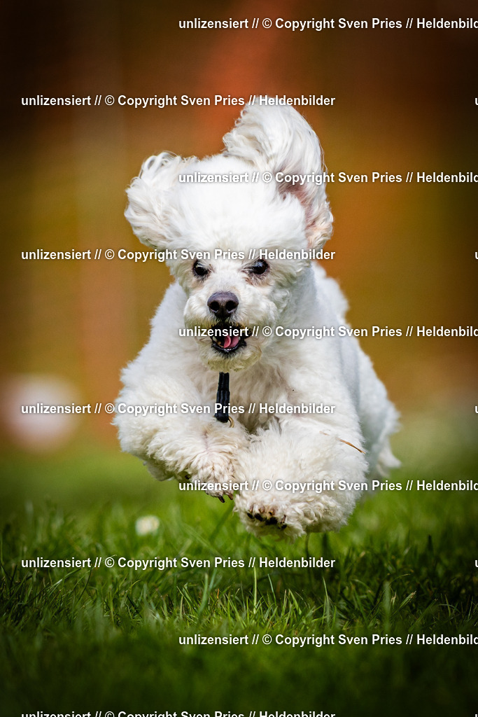 Sven Pries | 2025-04-13 - Hunderennen Baden-Baden - Realisiert mit Pictrs.com