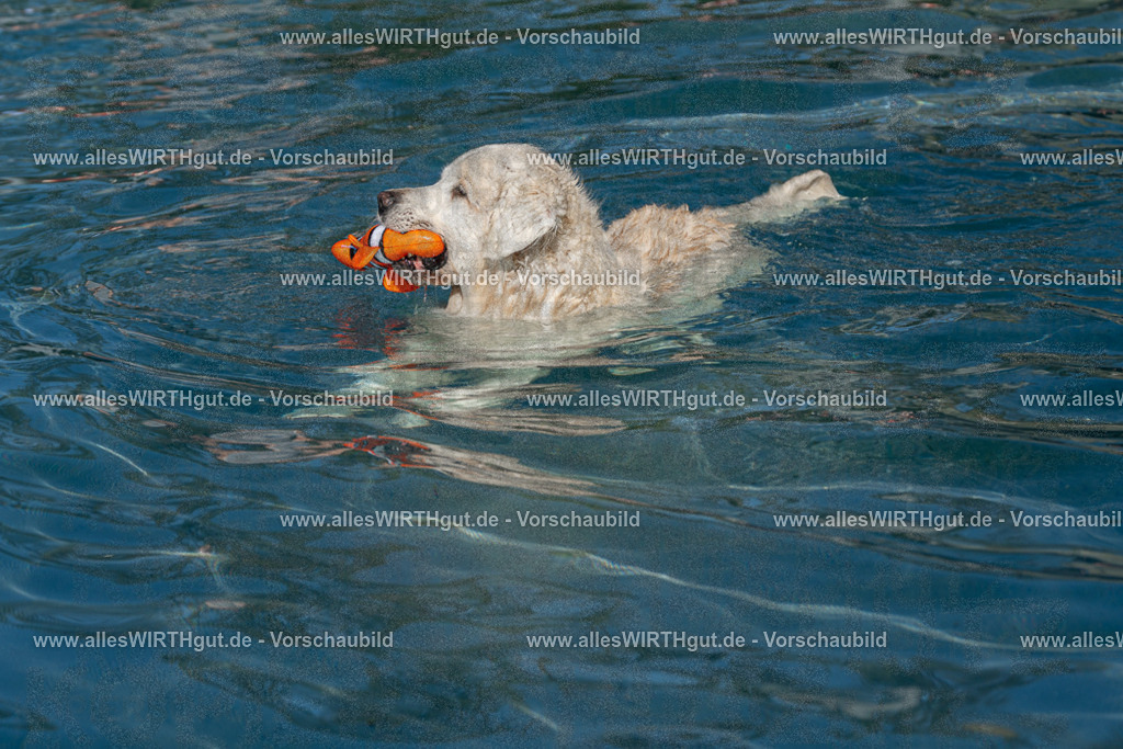 Hundeschwimmen_Volksbad_2026-allesWIRTHgut_Tierfotografie-2609061106-FAY06135 | Professionelle Tierfotografie in Mönchengladbach von Daniel Wirth (allesWIRTHgut). Liebevolle & natürliche Bilder von Hunden & Katzen für unvergessliche Erinnerungen.