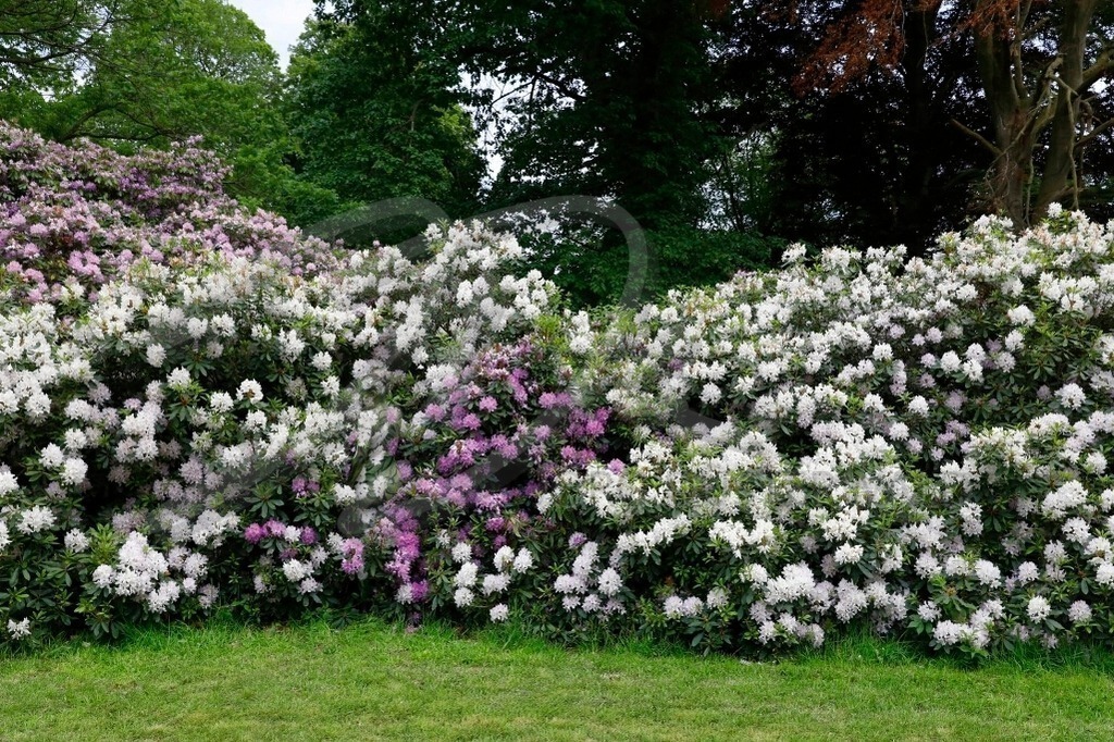 NatureArt-LILAWHITE_0402 | Lebender Rhododendron | #001 | Modell: Katey | Foto: Tschiponnique Skupin - Realisiert mit Pictrs.com