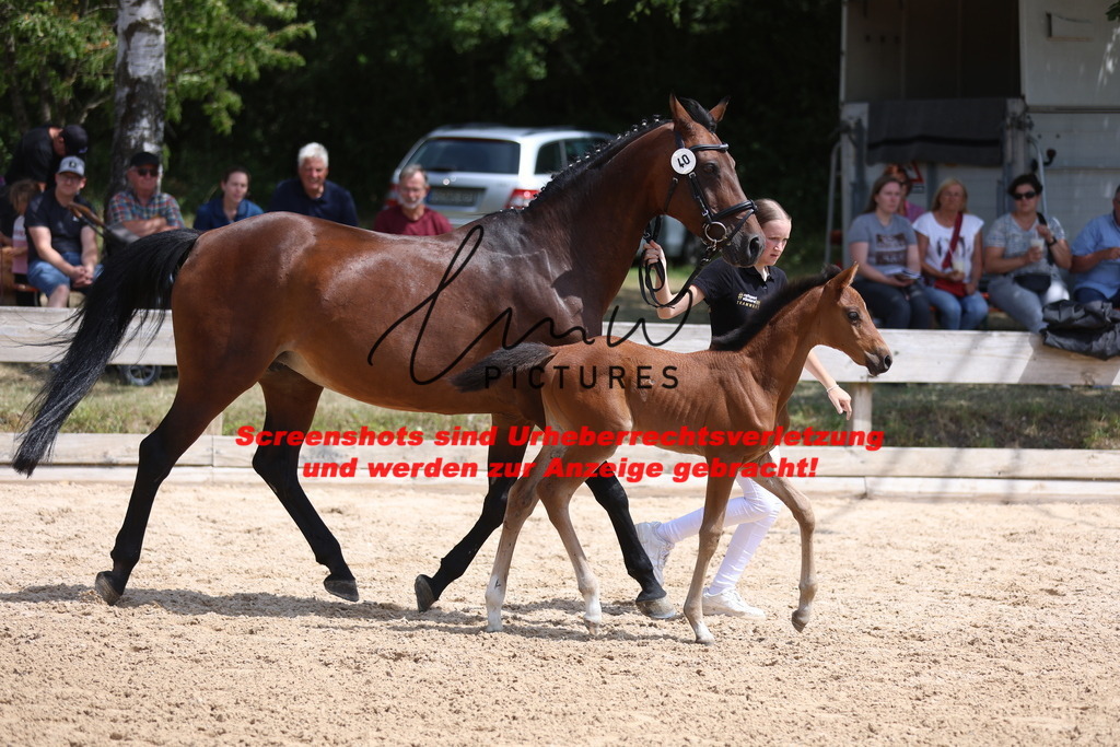 Fohlenschau_Schwäbisch_Hall_springbetonte_Fohlen_KN 40_9 | lmwpictures - Realisiert mit Pictrs.com