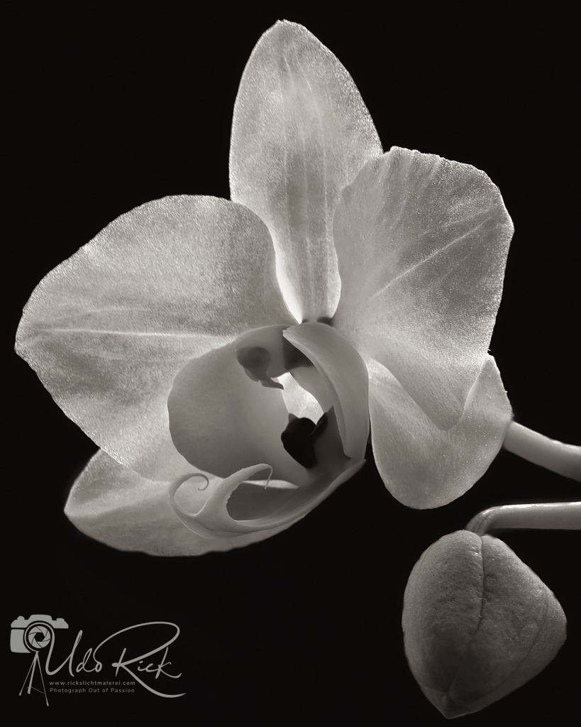 Orchidaceae_cultigen_2 | Entdecken Sie Fotografie aus Leidenschaft: Auftragsfotografie, HD-Fotos, Geschenkartikel aus Ihren Bildern und vieles mehr. Beauftragen Sie uns für besondere Momente!