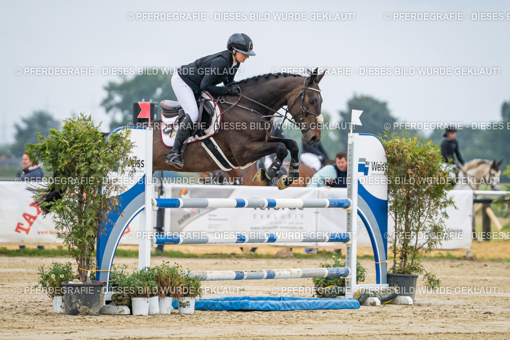 DSC01260 | Pferdegrafie