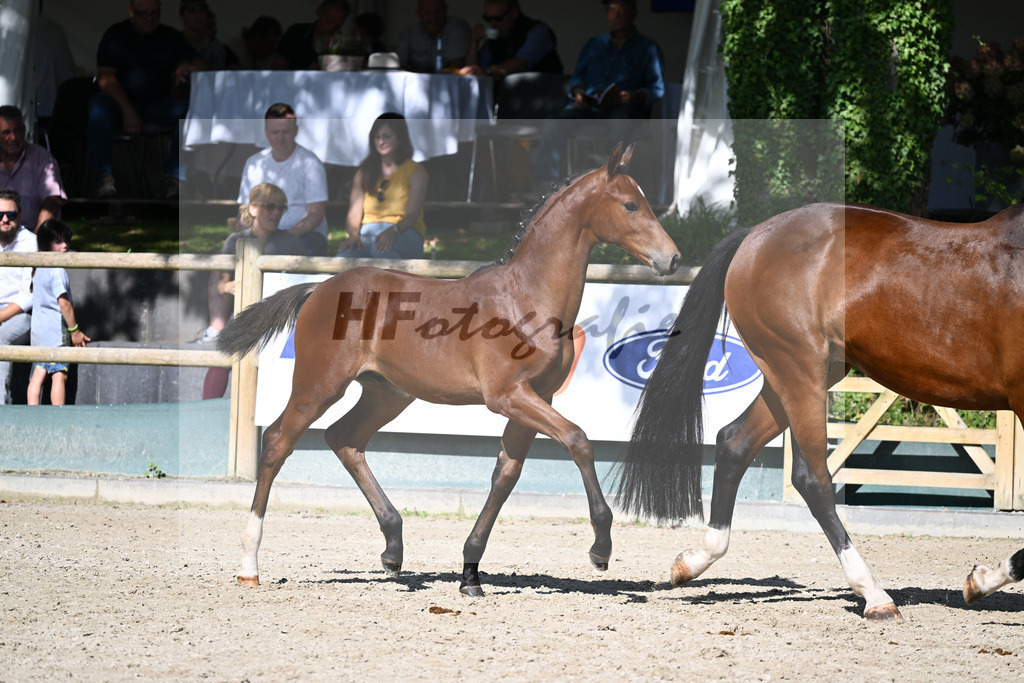 Praesentation Auktionsfohlen_36230363 | hf-fotografie - Realisiert mit Pictrs.com