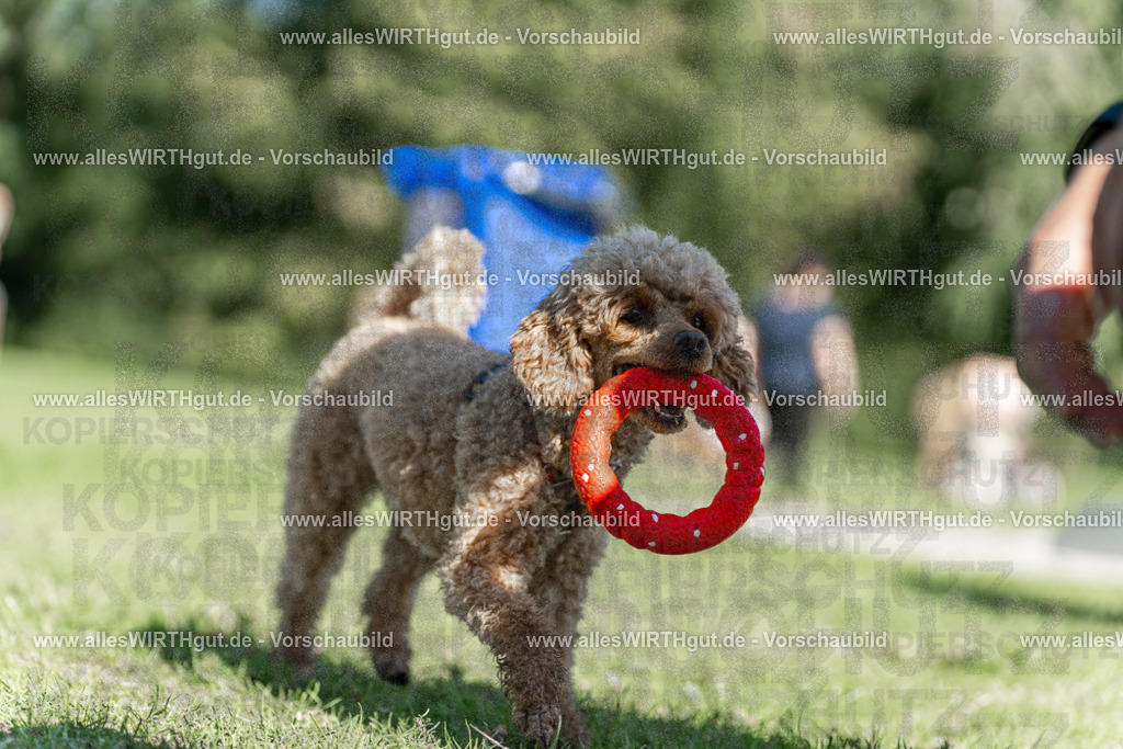 Hundeschwimmen_Volksbad_2026-allesWIRTHgut_Tierfotografie-2609061110-102037-7R509466 | Professionelle Tierfotografie in Mönchengladbach von Daniel Wirth (allesWIRTHgut). Liebevolle & natürliche Bilder von Hunden & Katzen für unvergessliche Erinnerungen.