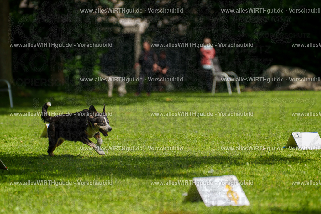 @allesWIRTHgut_Tierfotografie - www.allesWIRTHgut.de - 7R503420 | Professionelle Tierfotografie in Mönchengladbach von Daniel Wirth (allesWIRTHgut). Liebevolle & natürliche Bilder von Hunden & Katzen für unvergessliche Erinnerungen.