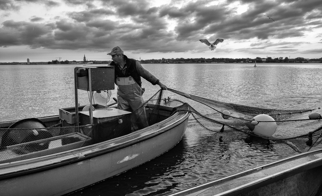 fischer-2020-120 | Der Schleswiger Fischermeister Jörn Ross beim Einholen eines Wadennetzes auf der Kleinen Breite der Schlei. Höchste Konzentration ist gefragt. Jeder Griff muss sitzen. - Realisiert mit Pictrs.com