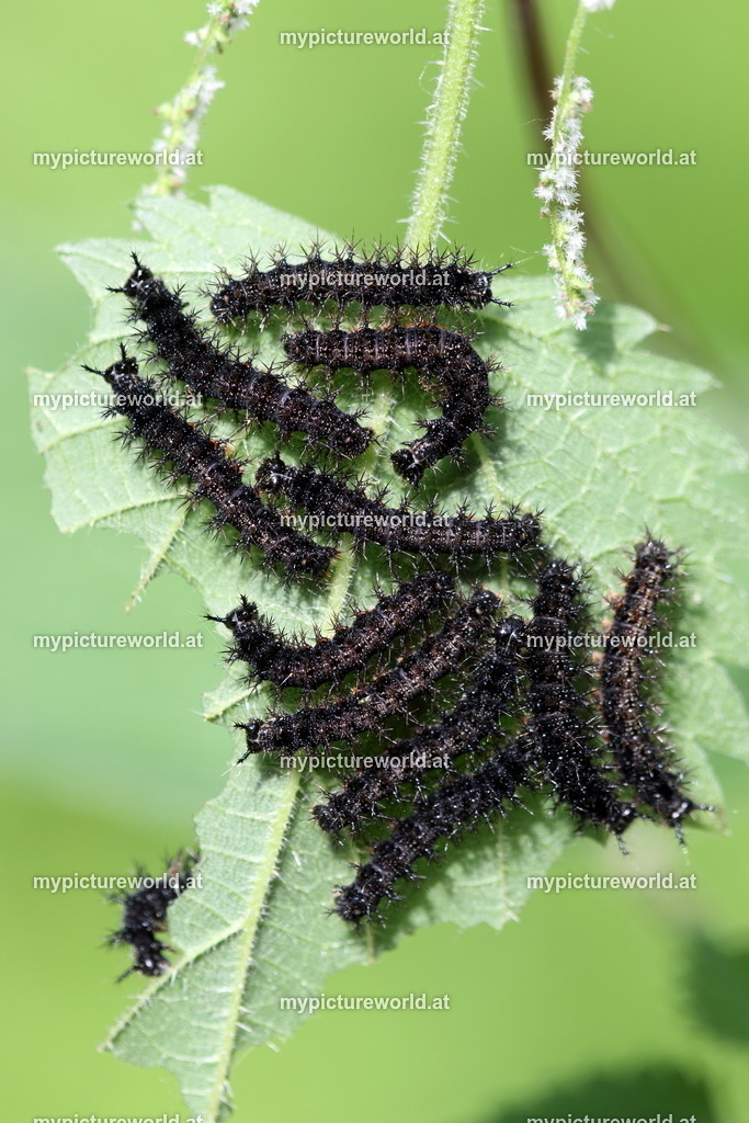 Araschnia levana-047 | Das Bilderarchiv über Tiere, Planzen und Landschaften. In der Bilddatenbank finden Sie ein große Auswahl an hochwertigen Bilder für Ihre Werbung - Realisiert mit Pictrs.com